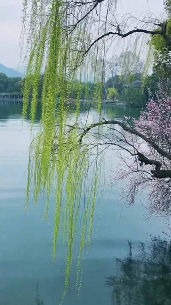 梅花柳树风景图