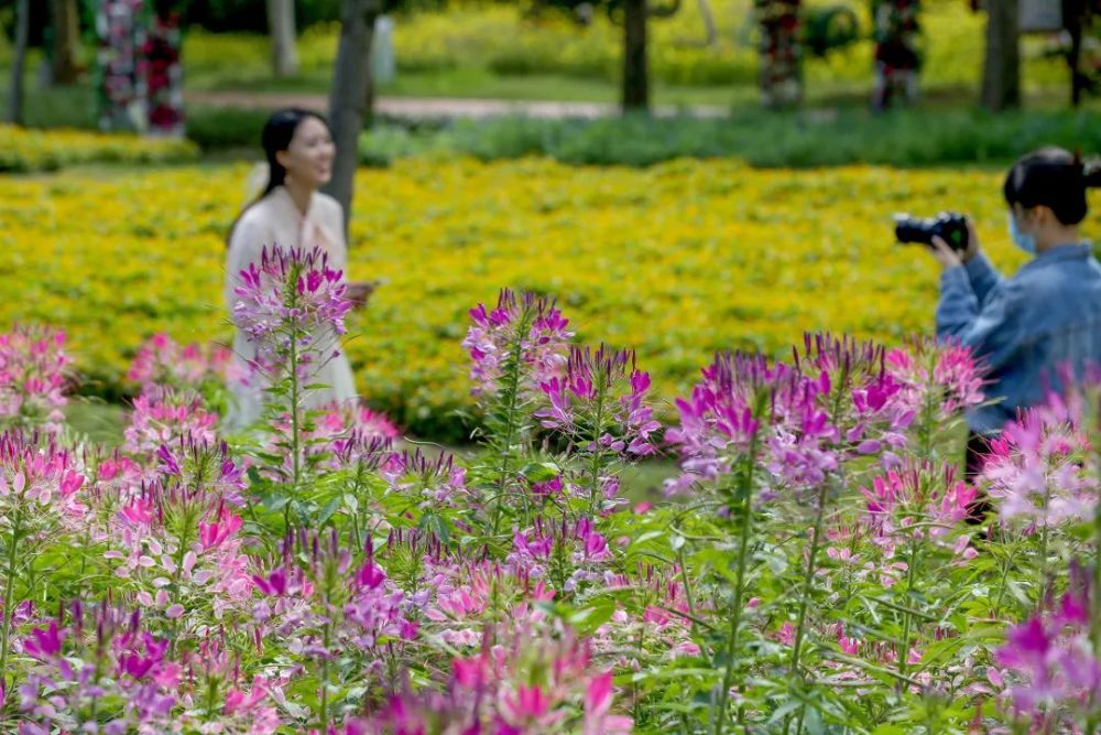 福利|2021年北京菊花文化节开幕