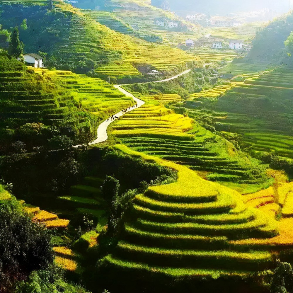 丘丘相连,鱼鳞状阶梯形自上或而下, 山堡梯田,西向梯田,江岭梯田