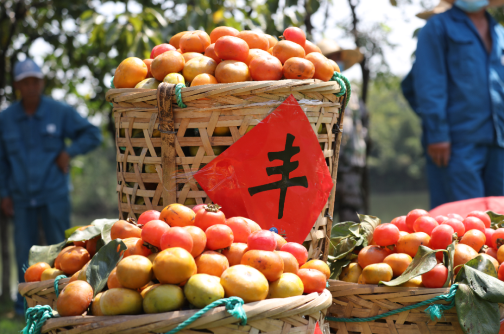 30筐柿子免费领!西溪湿地7000多棵柿子树红了,这波绝美秋色走起!