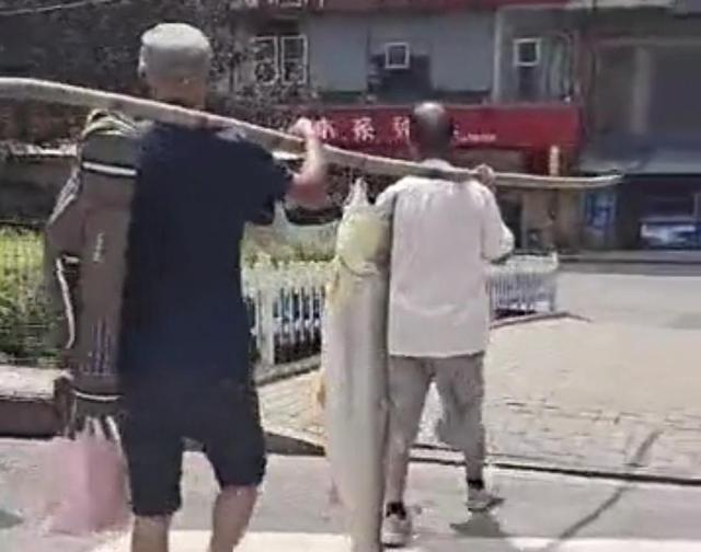 武汉钓鱼人钓起"水老虎"大街上抬着走,网友:这条街最靓的仔