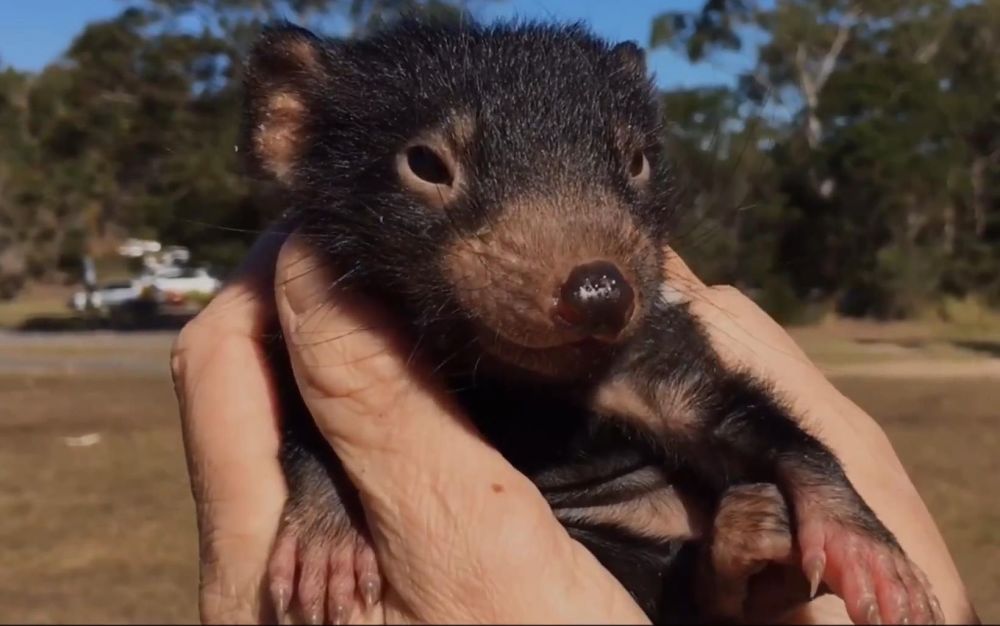 肿瘤可以自行消失?这种称为
