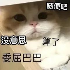 小猫咪是爱哭鬼