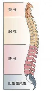 人的脊柱由26块椎骨组成,由上到下可以分为颈椎,胸椎,腰椎,骶尾椎.
