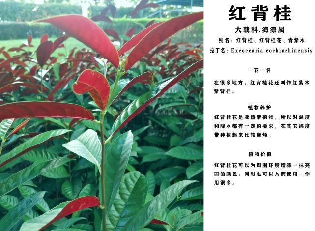 植物小百科【朱槿,红背桂,黄蝉】