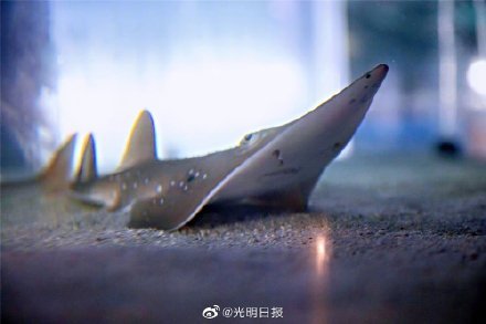 犁头鳐（犁头）