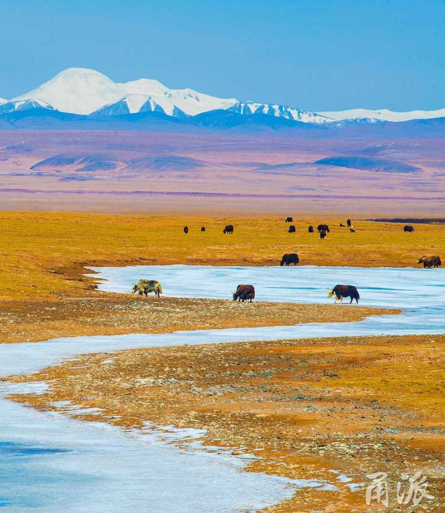 行摄天下|藏羚羊、藏野驴、昆仑山…镜头