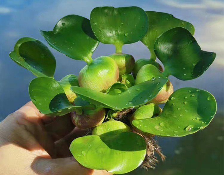 水葫芦 水葫芦一听名字就知道它是水生的植物,常常投放在池塘里,漂浮