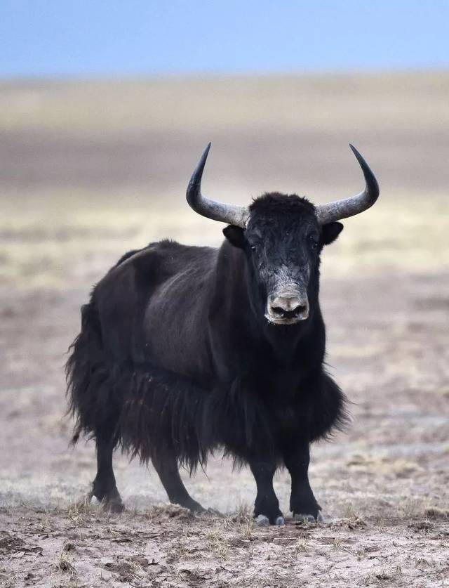 野牦牛,是家牦牛的野生同类,是国家一级保护动物.