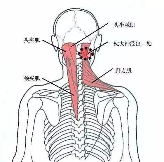 枕大神经与枕大神经痛