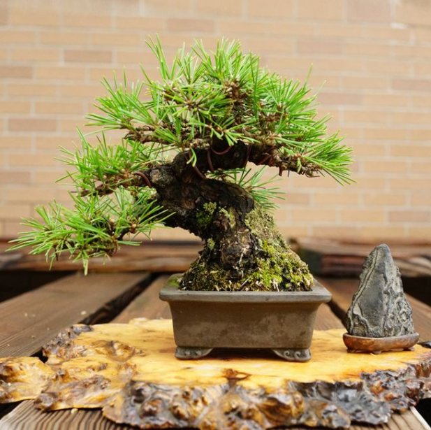 6种高端松树盆景日本品种占一半最后1个却是中国一级保护植物