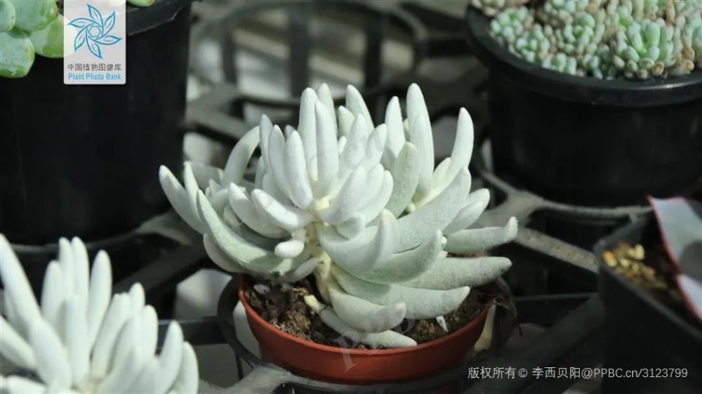 银月(图片来源:中国植物图像库)