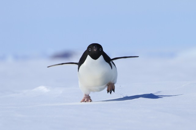 企鹅为啥是南极最强外卖员?百公里送货上门,一生下来就吃外卖