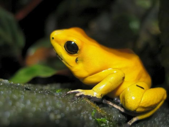 箭毒蛙:毒性最强的物种之一,短时间内能毒杀10名成年人,人类却视它为