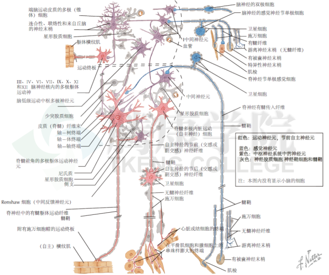 1 神 经 元 本图展示了中间神经元和投射神经元在形状大小,轴突分支