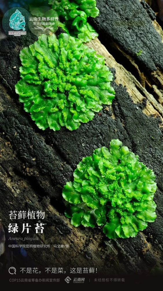 【云南生物多样性数字化百科图谱】绿片苔:不是花,不是菜,这是苔藓!