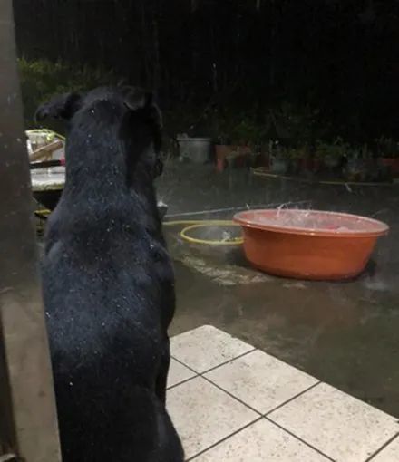 狗子:爱玩水和淋雨是两码事