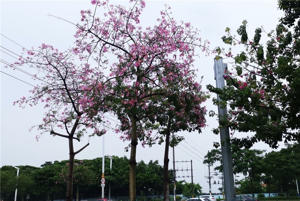 美丽异木棉开花,为广州番禺金秋添景色