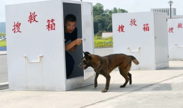 神犬奇兵,勇猛出击!