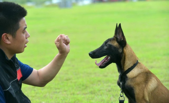 神犬奇兵,勇猛出击!