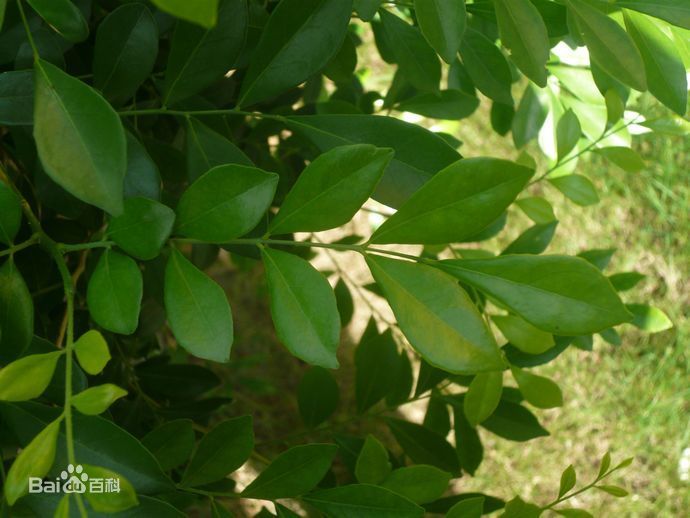 三九胃泰的主要成分——千里香的植物非试管高效快繁