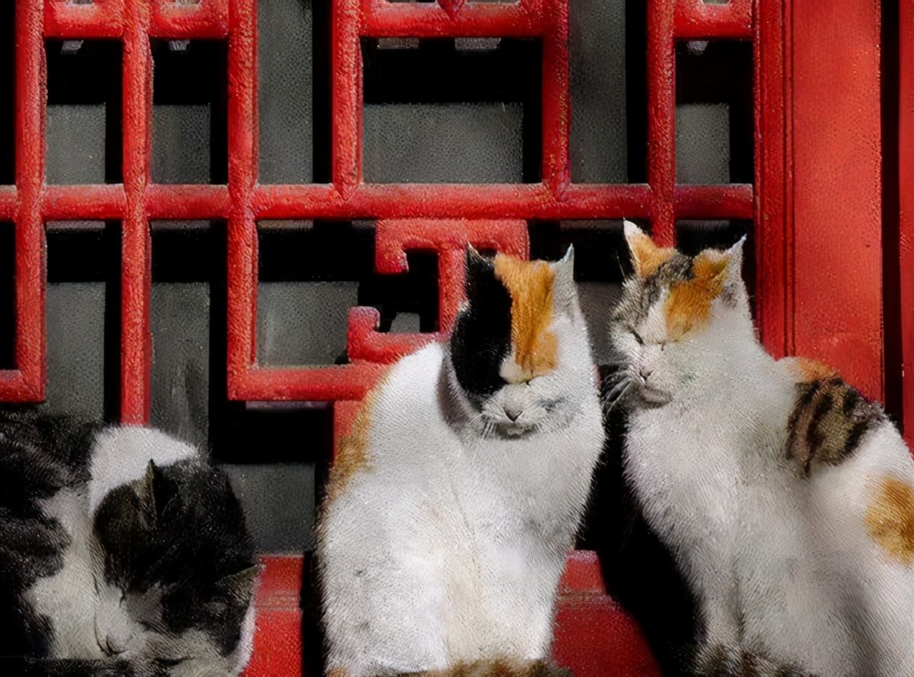 宫猫图鉴她在故宫撸猫8年揭开故宫600多年宫猫往事