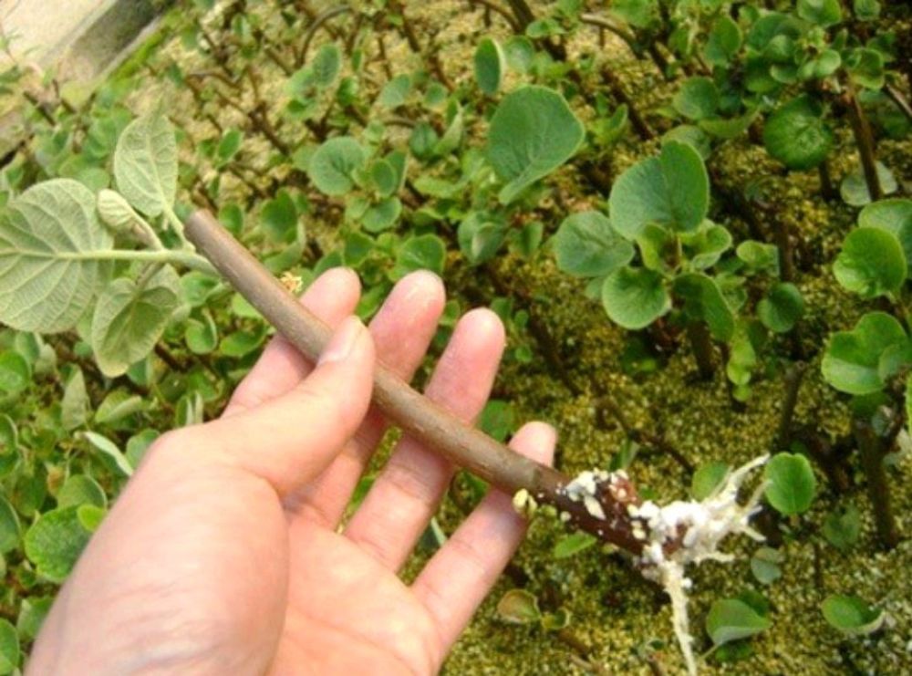 其枝条亦可扦插,猕猴桃的繁殖基地主要就是采用枝条扦插繁殖的.