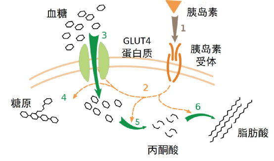 胰岛素与细胞结合才能允许糖进入细胞内从而降低血糖