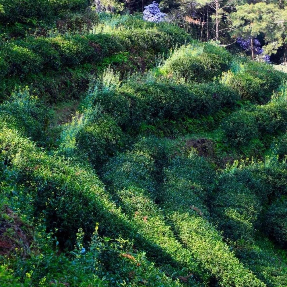 武夷山 燕子窠