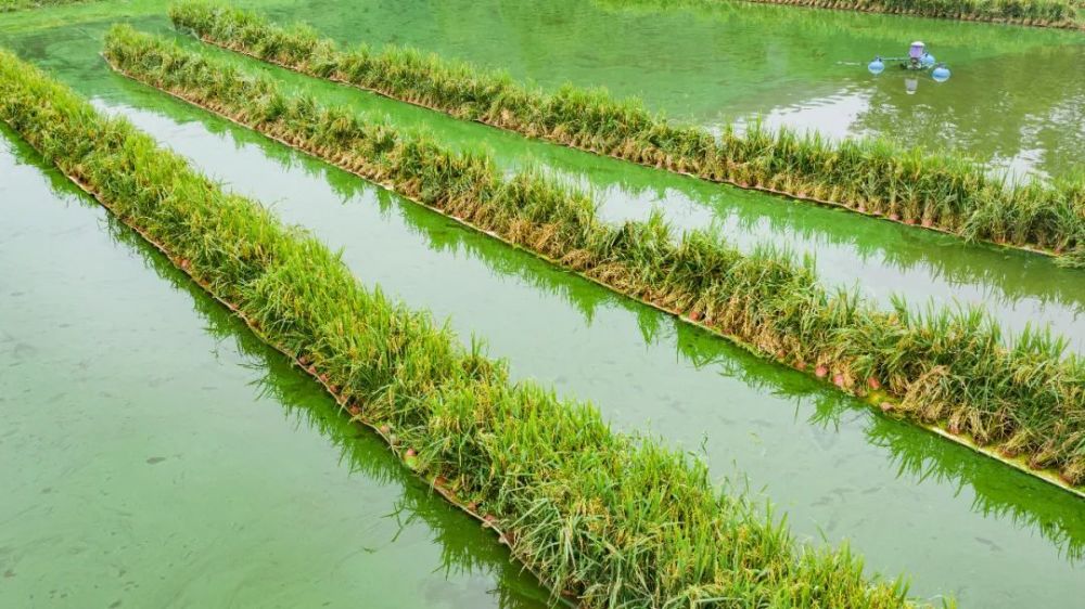 "水上稻,顾名思义就是种植在水中的稻谷,即一种淡水水面无土栽培优质