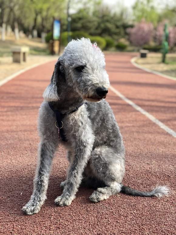 披着羊皮的狗被称为狗中变色龙可爱的贝灵顿实际上是猎犬