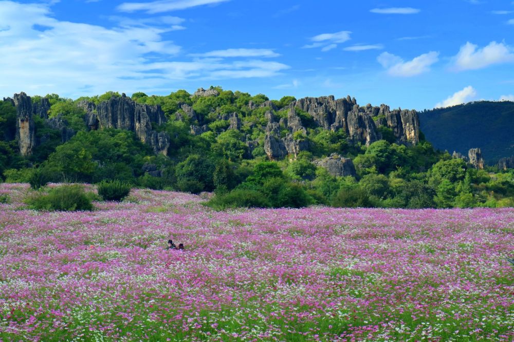 乃古石林飞花令已发出波斯菊花海已就位接令速来