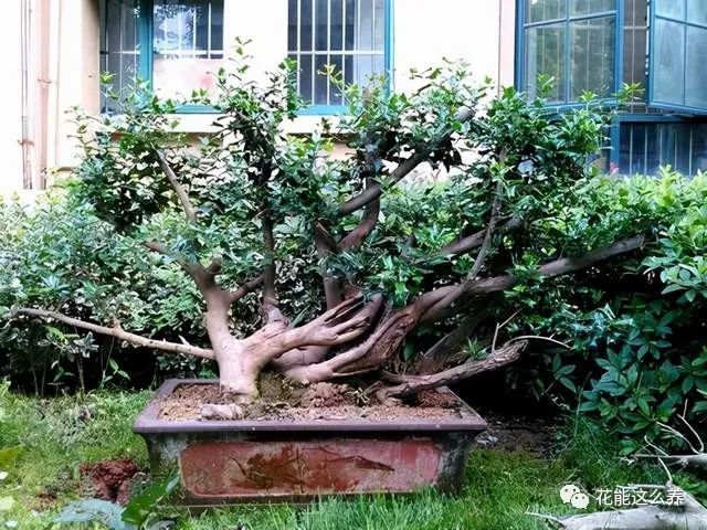 简单制作"八角刺盆景",方法简单,成品美观大方
