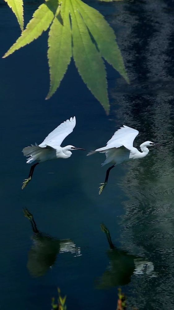 西塞山前白鹭飞, 桃花流水鳜鱼肥. 青箬笠,绿蓑衣, 斜风细雨不须归.