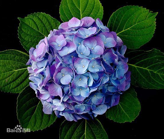 绣球(学名:hydrangea macrophylla),别名八仙花,粉团花,草绣球,紫