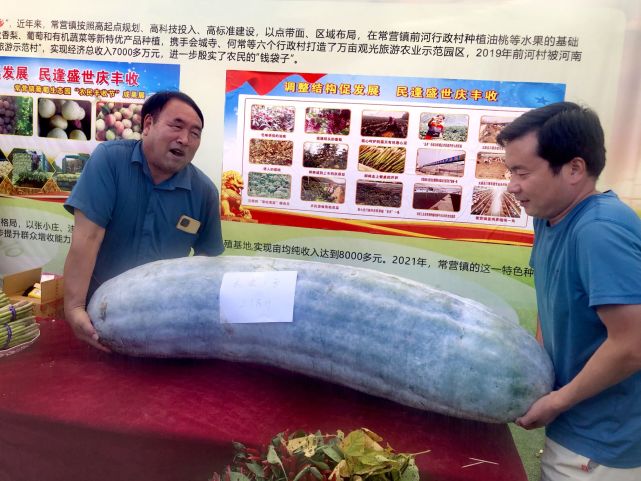 丰收节丨这个冬瓜有点沉218斤来自太空育种