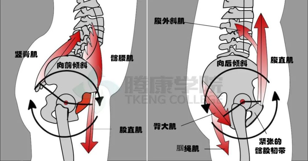 股直肌是组成这一组的四块肌肉之一,它附着在骨盆的髂前上棘