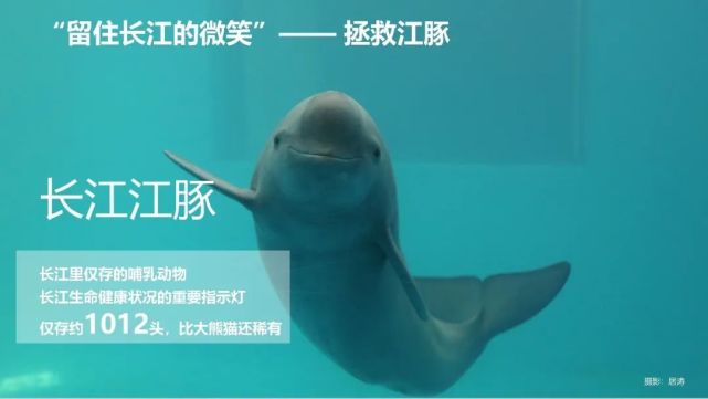 守护东亚江豚前路漫漫我们何以笃行不怠