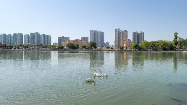 这里风景独好!秋日梨城天鹅如约而至