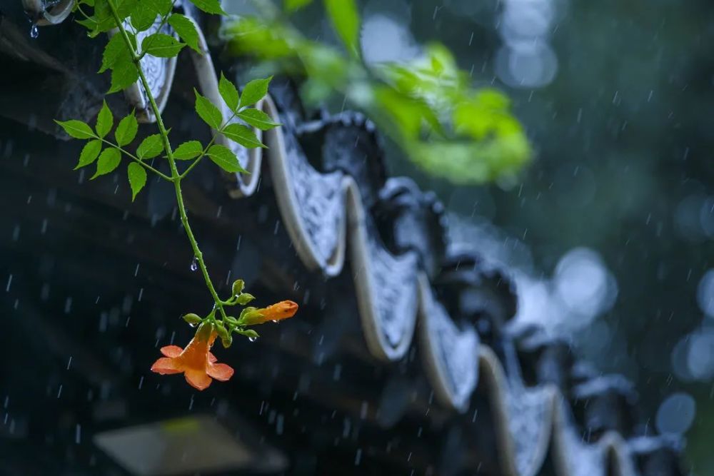 烟雨江南,婉约如诗 让我带你坠入江南的朦胧烟雨 不方便出去欣赏美景