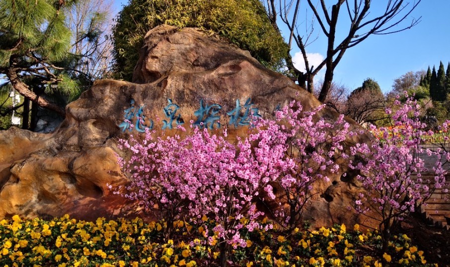 昆明黑龙潭公园拥有140多个品种6000盆梅桩盆景,成西南最大山水梅园