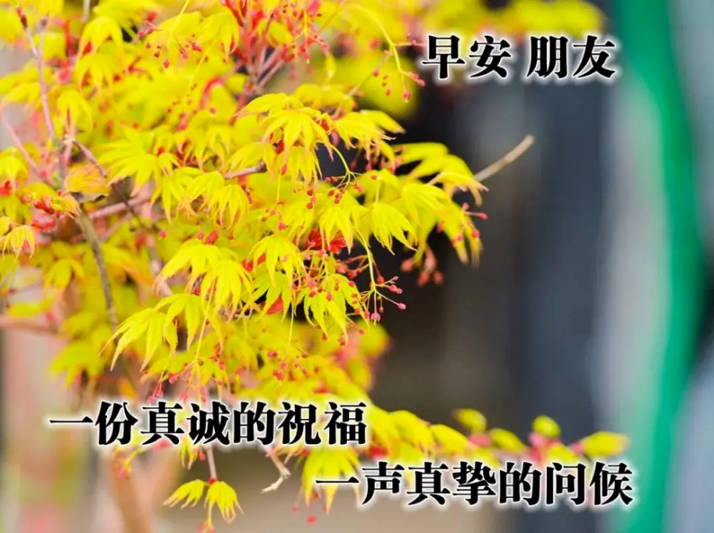 清晨早安问候祝福语说说早安心语暖心句子