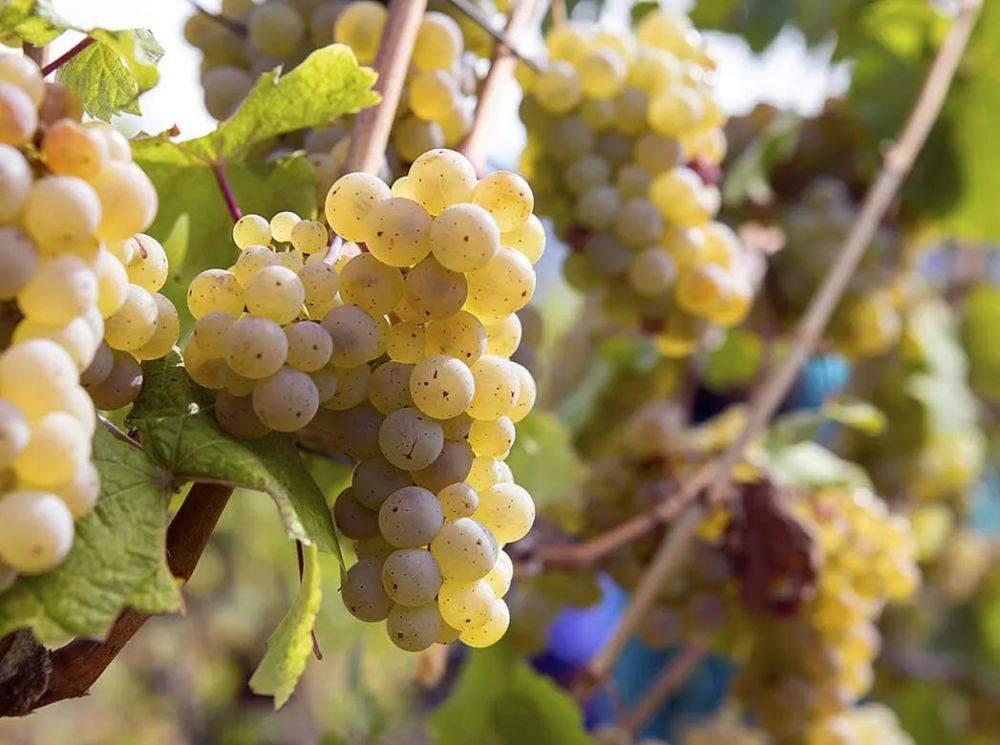 白皮诺 pinot blanc