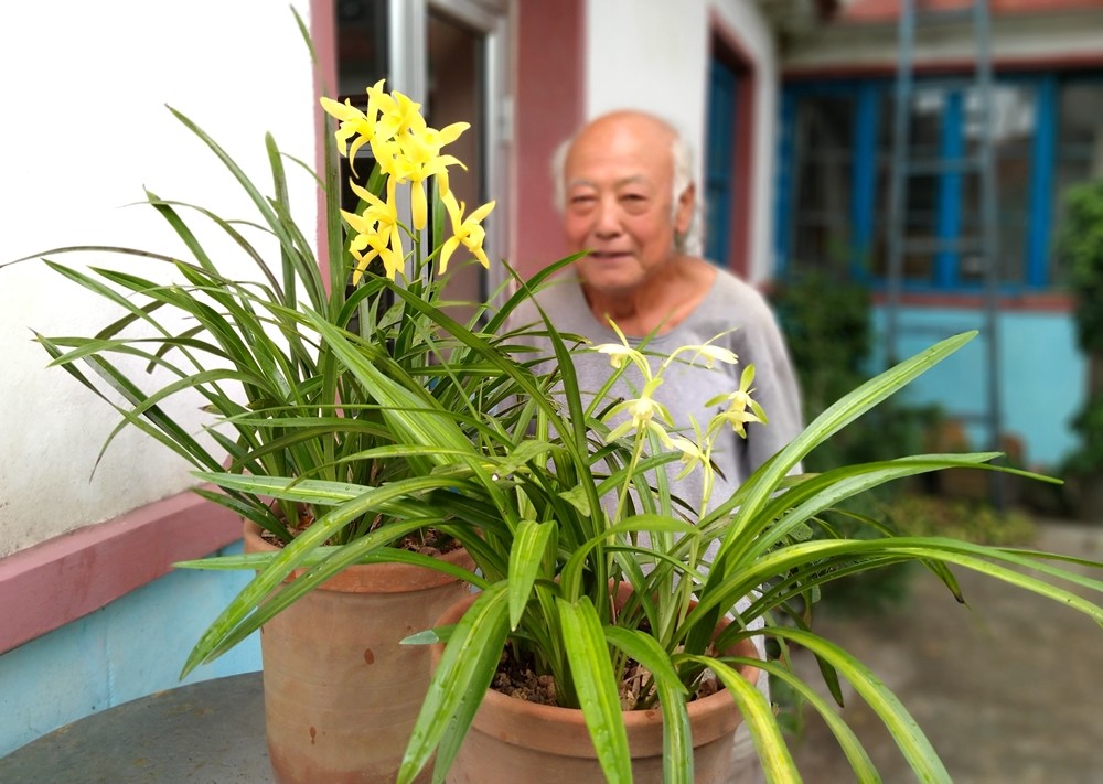 著花永福素著花鱼枕素两株珍稀国兰怒放在蓬莱农家小院