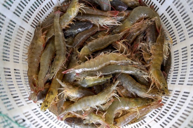 明虾,又叫中国名对虾,东方对虾,属于海水虾,一般生活在浅海泥沙层,在
