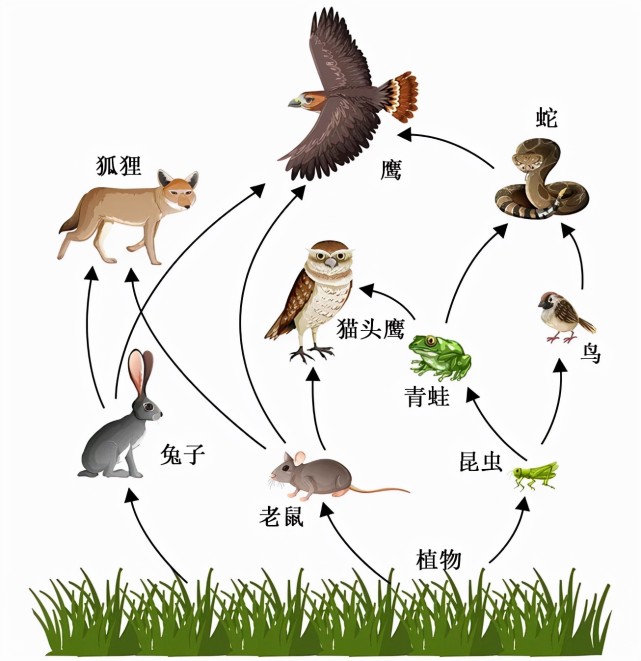 老鼠吃大量的食物,日常垃圾,植物还有较小的动物和昆虫.
