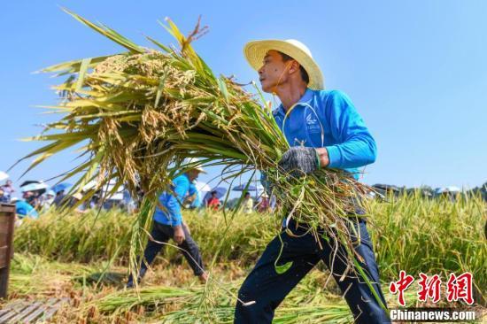 农民选手进行水稻收割比赛.