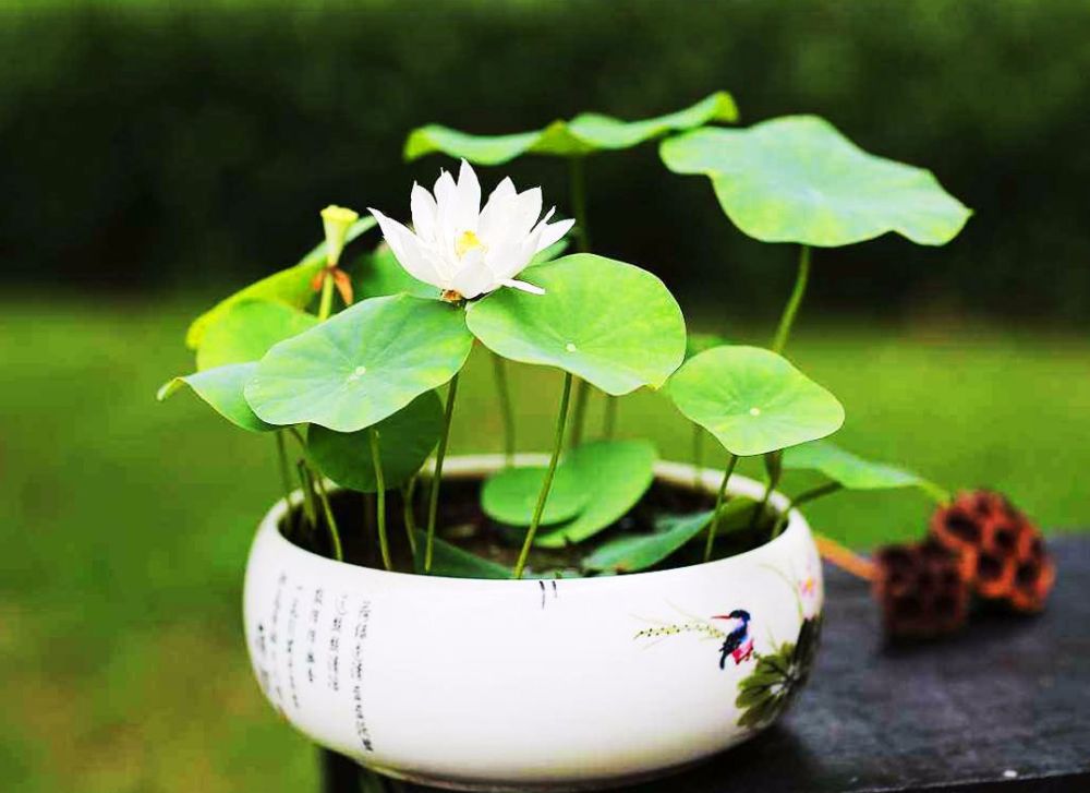 家中种一缸荷花,养上几条锦鲤鱼,按这方法照顾省心又漂亮