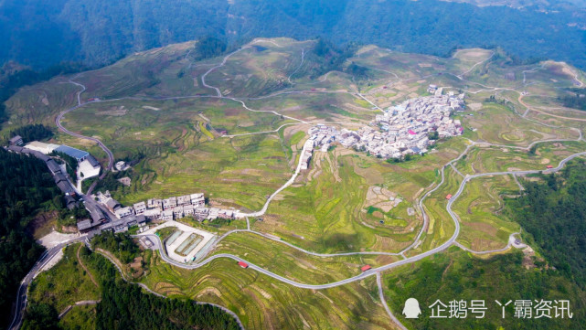 独山紫林山村海花草变黄金草