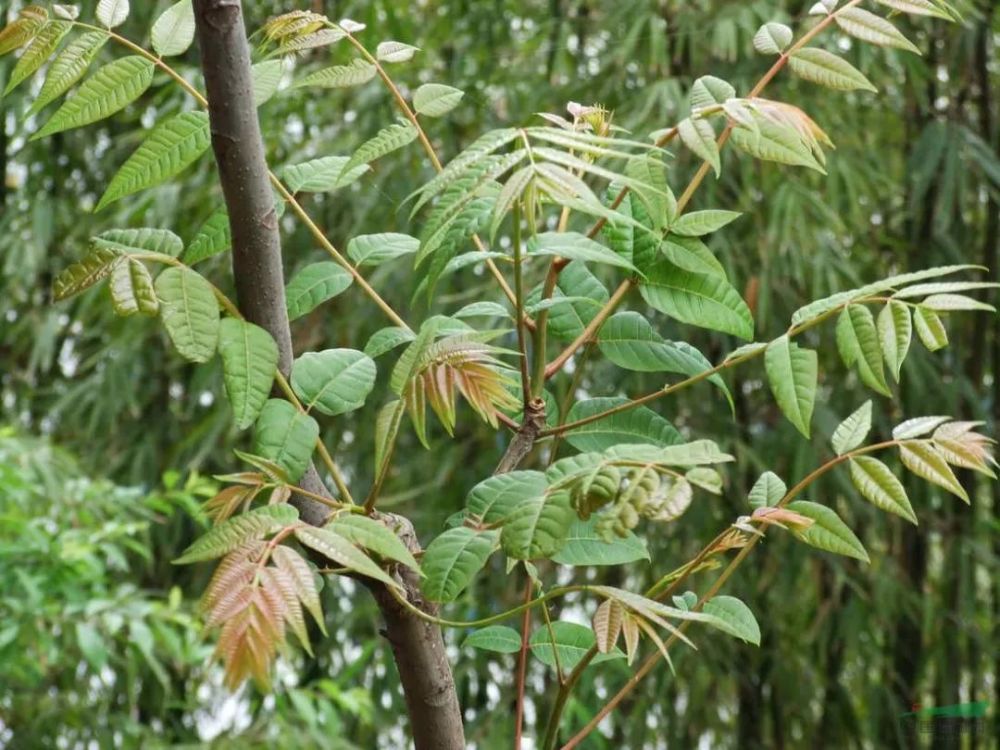 香椿树的种植及病虫害防治方法